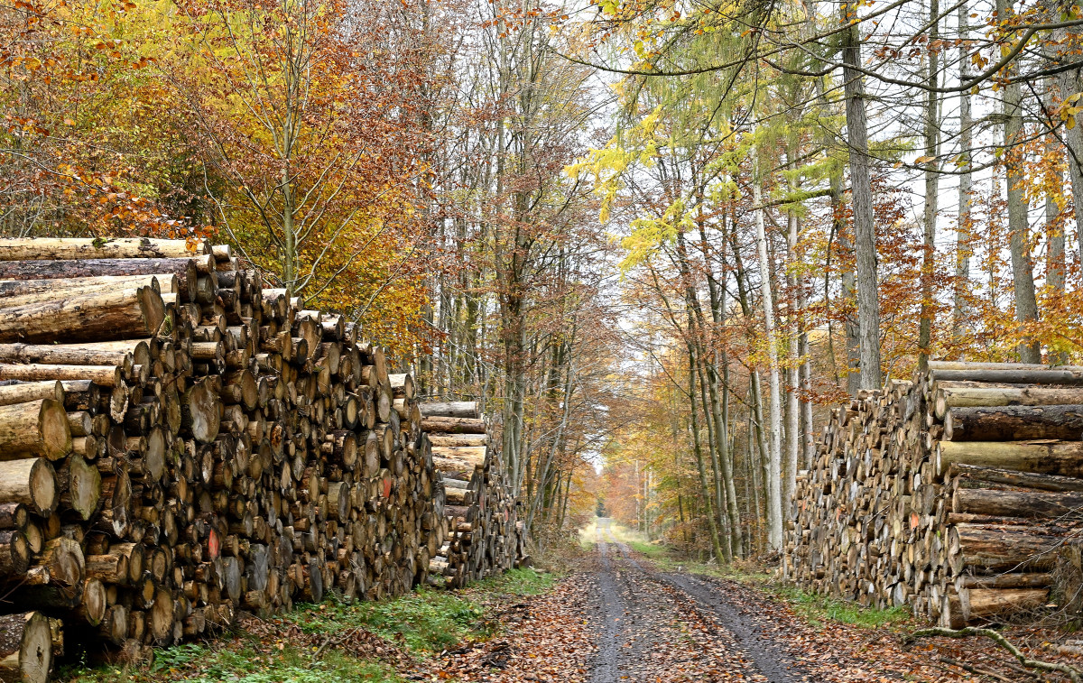 wald21011.JPG
