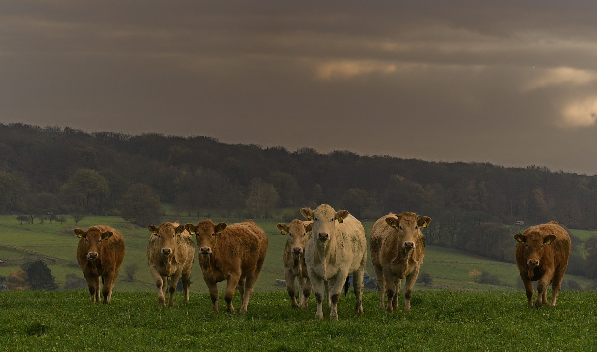 wald21014.JPG