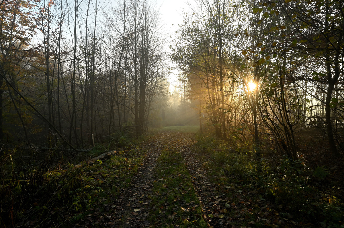 wald21025.JPG