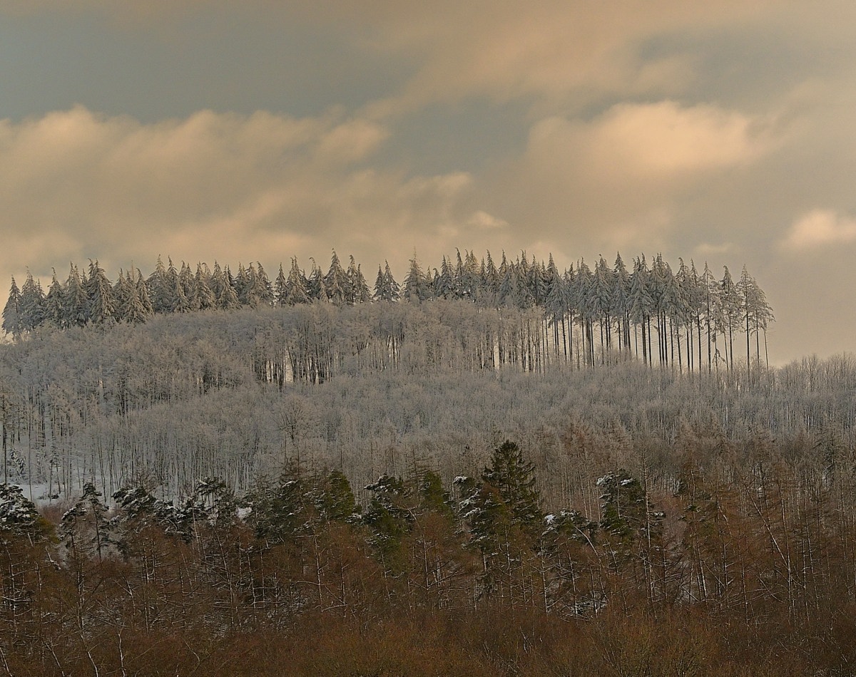 wald24_1-01.JPG