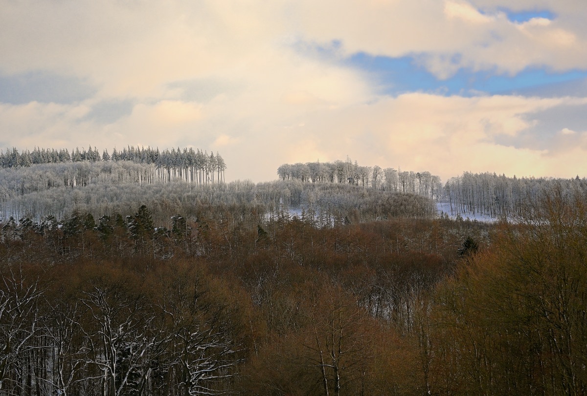 wald24_1-02.JPG