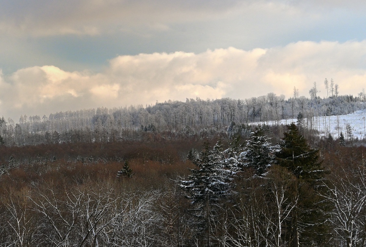 wald24_1-03.JPG