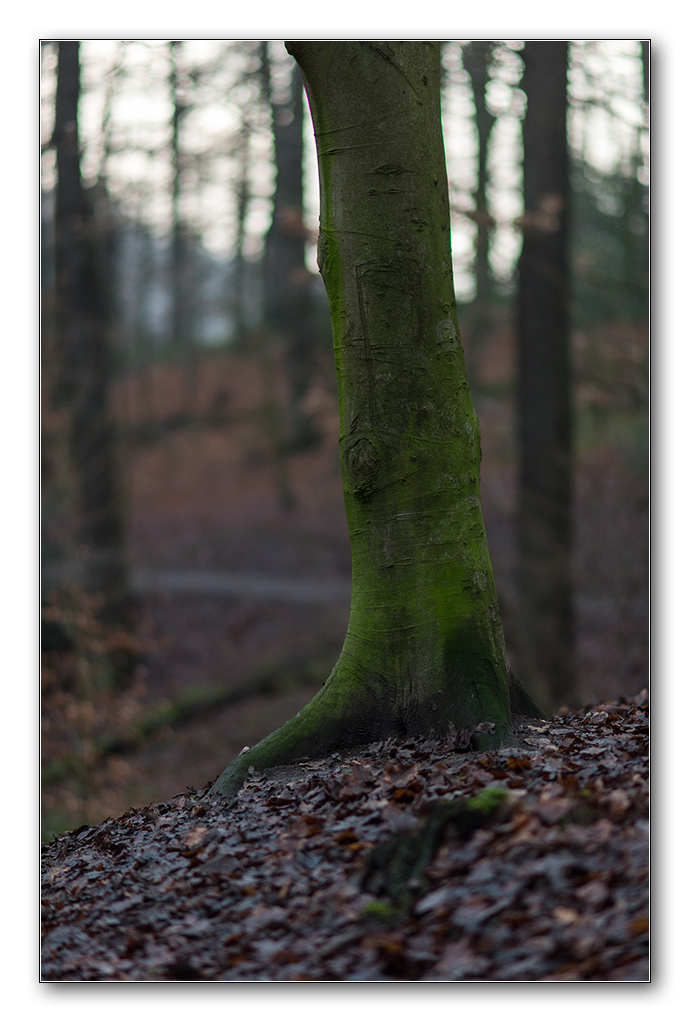 wald3