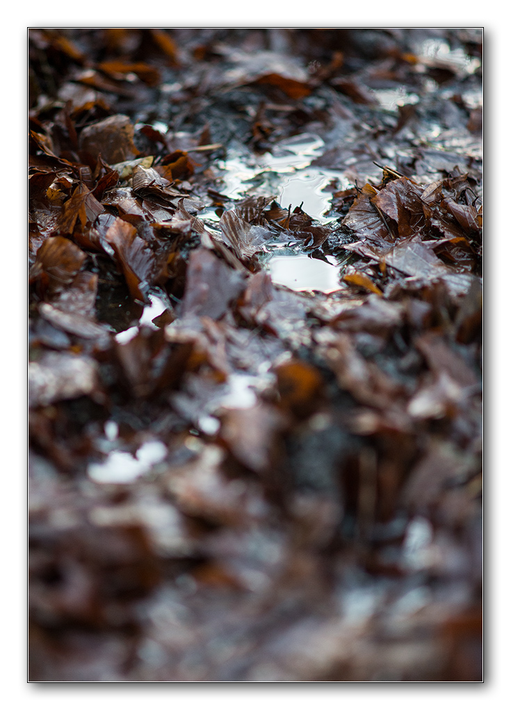 wald5