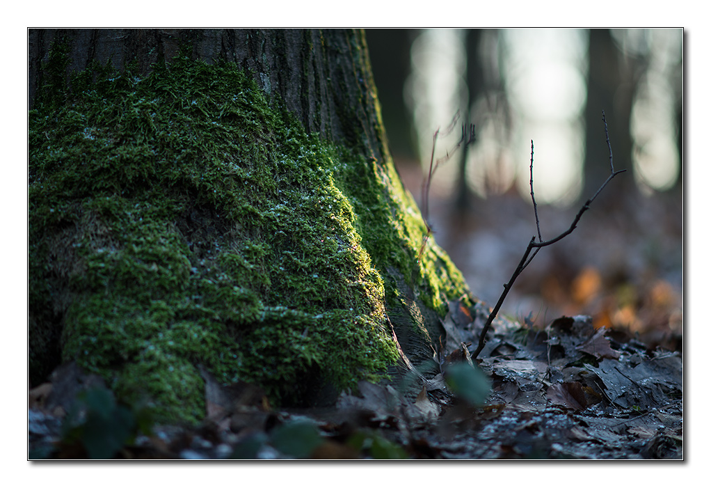 wald5
