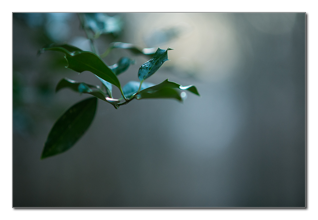 wald6