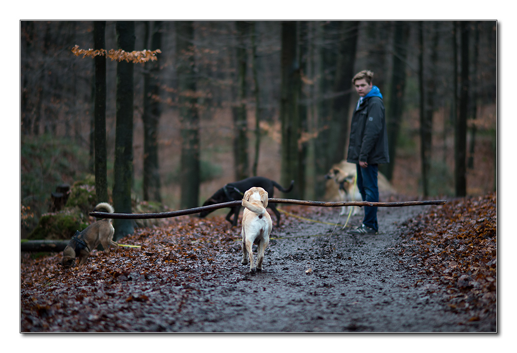 wald7