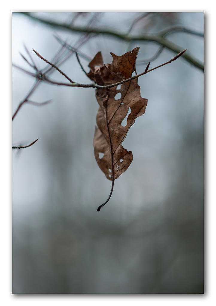 wald9
