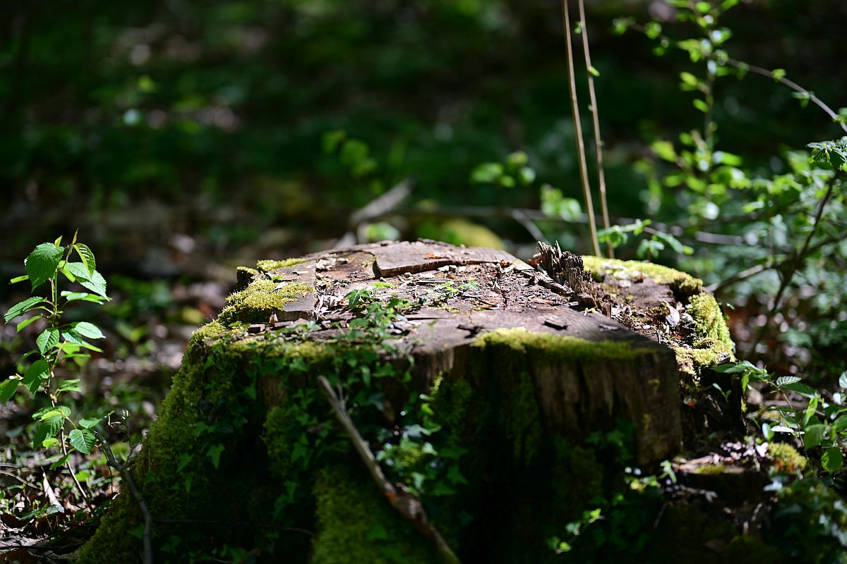 Wald_1.jpg
