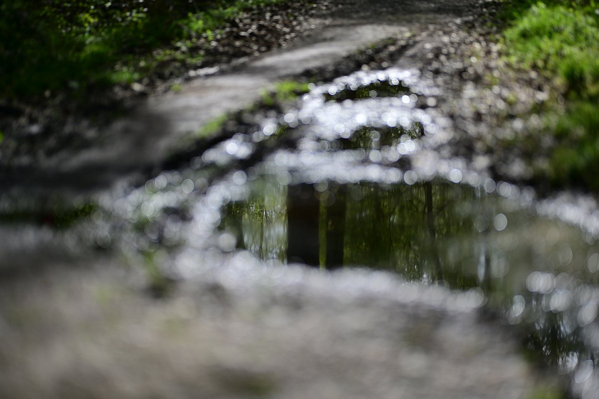 Wald_10.jpg