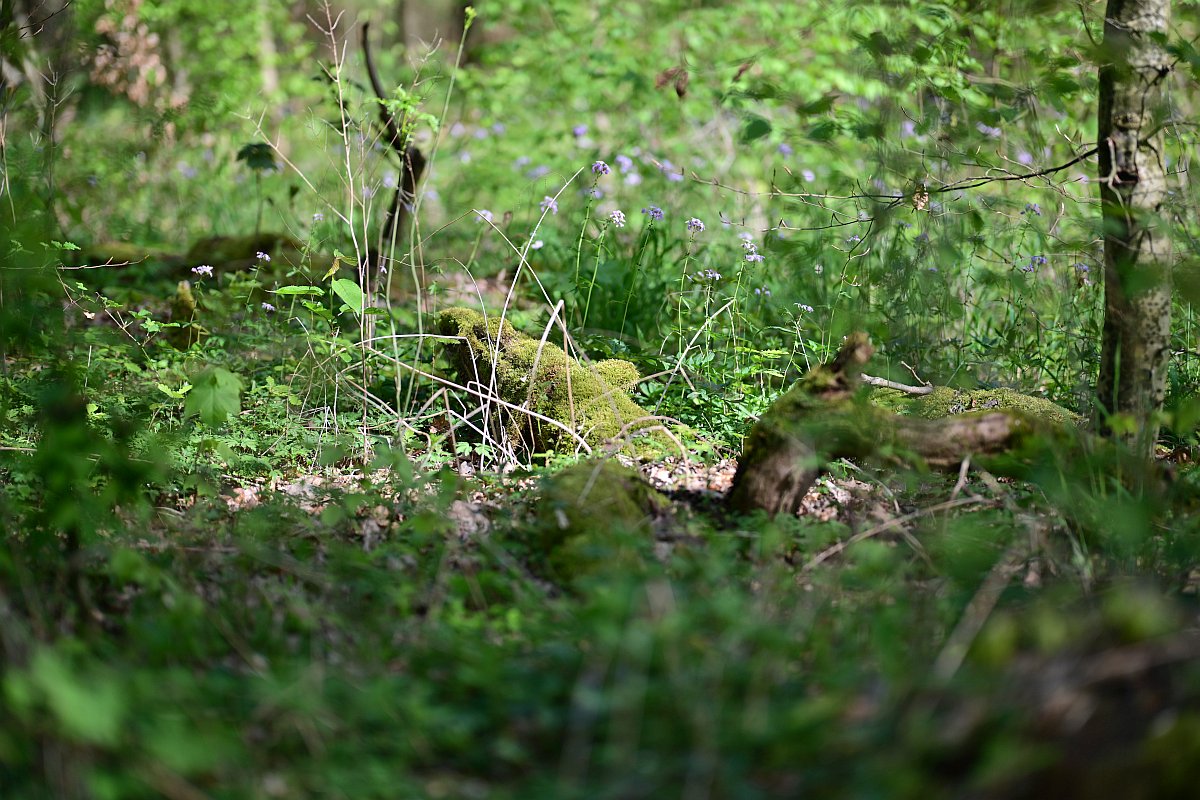 Wald_6.jpg