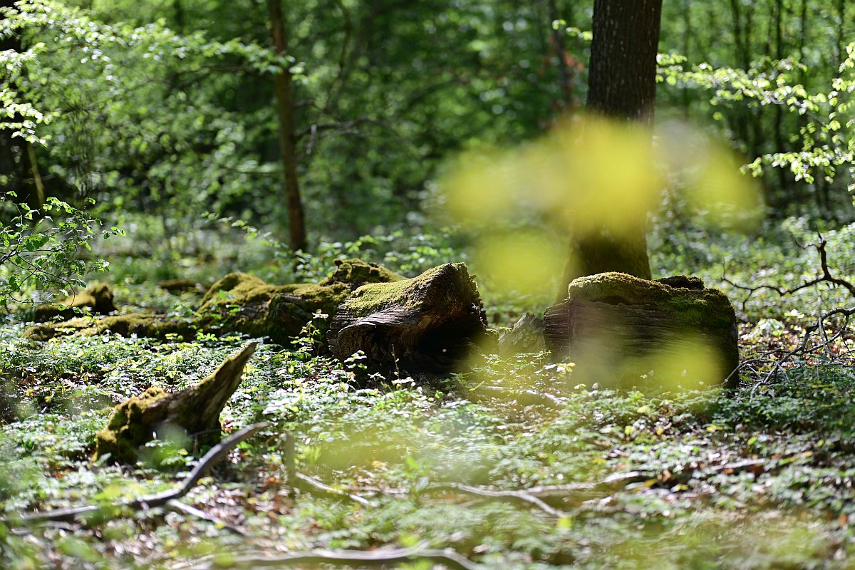 Wald_9.jpg