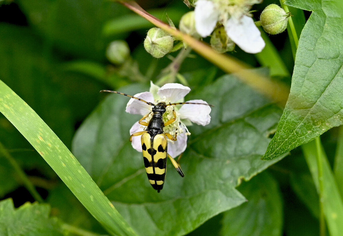 Waldbewohner