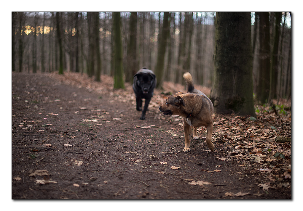 waldbild1