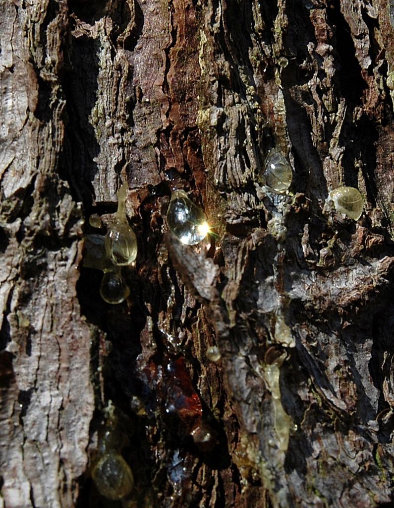 Waldbilder 022