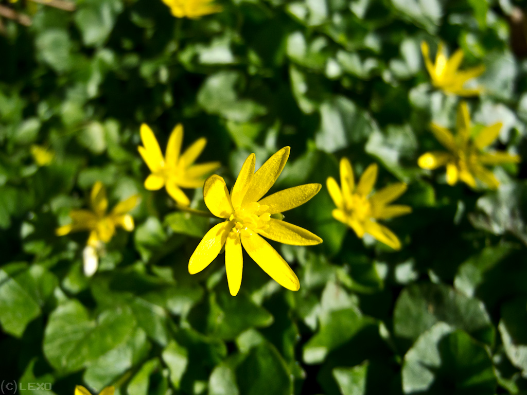 Waldblumen / Makro