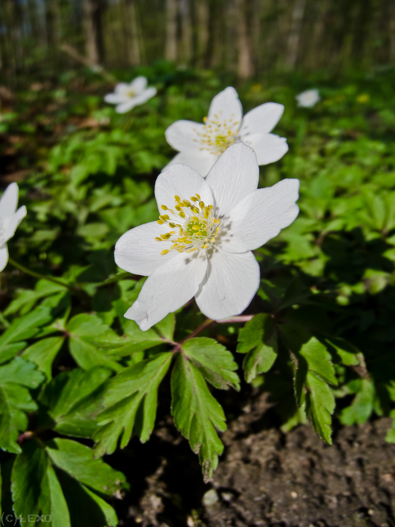 Waldblumen / Makro