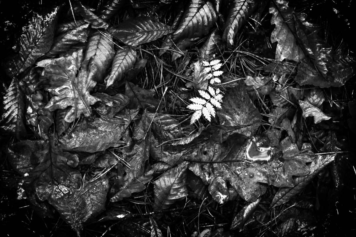 Waldboden im Herbst BW.jpg
