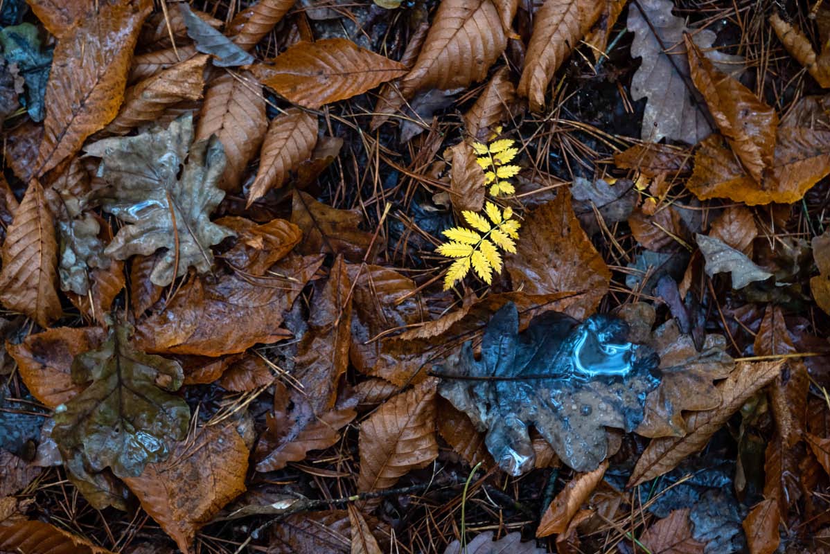 Waldboden im Herbst.jpg