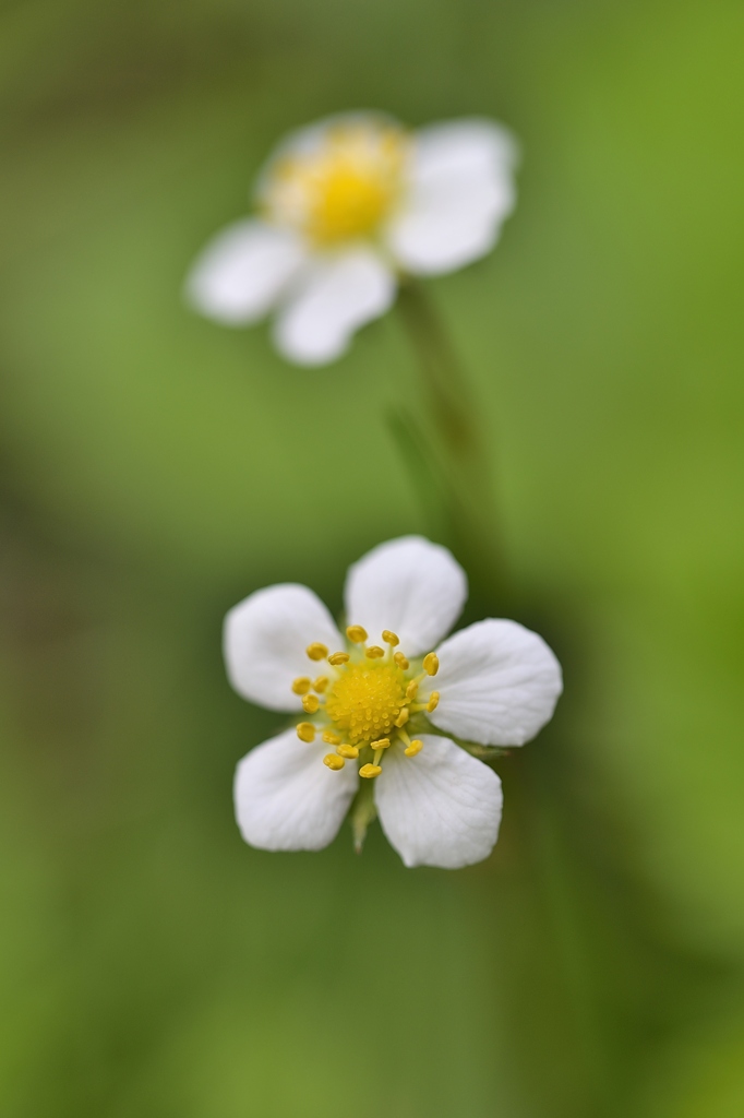 Walderdbeerblüte 052015