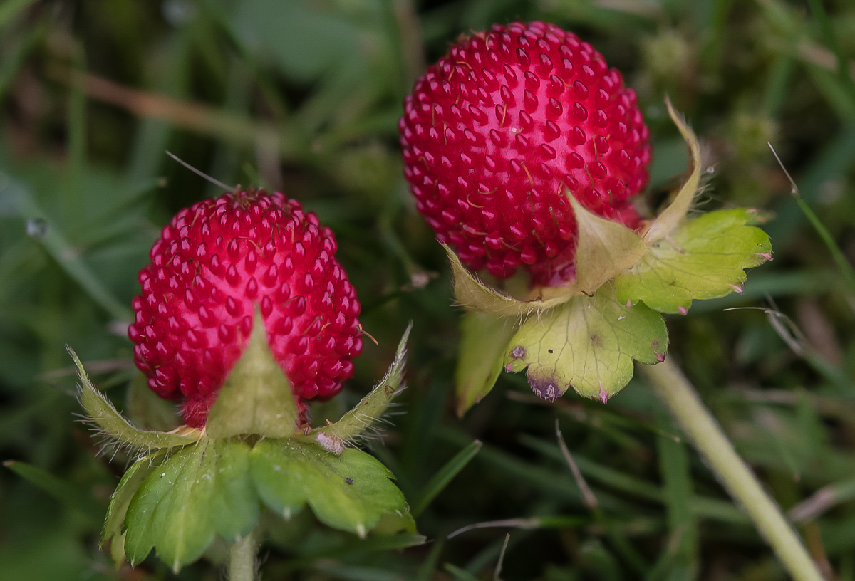 Walderdbeeren (1 von 1).JPG