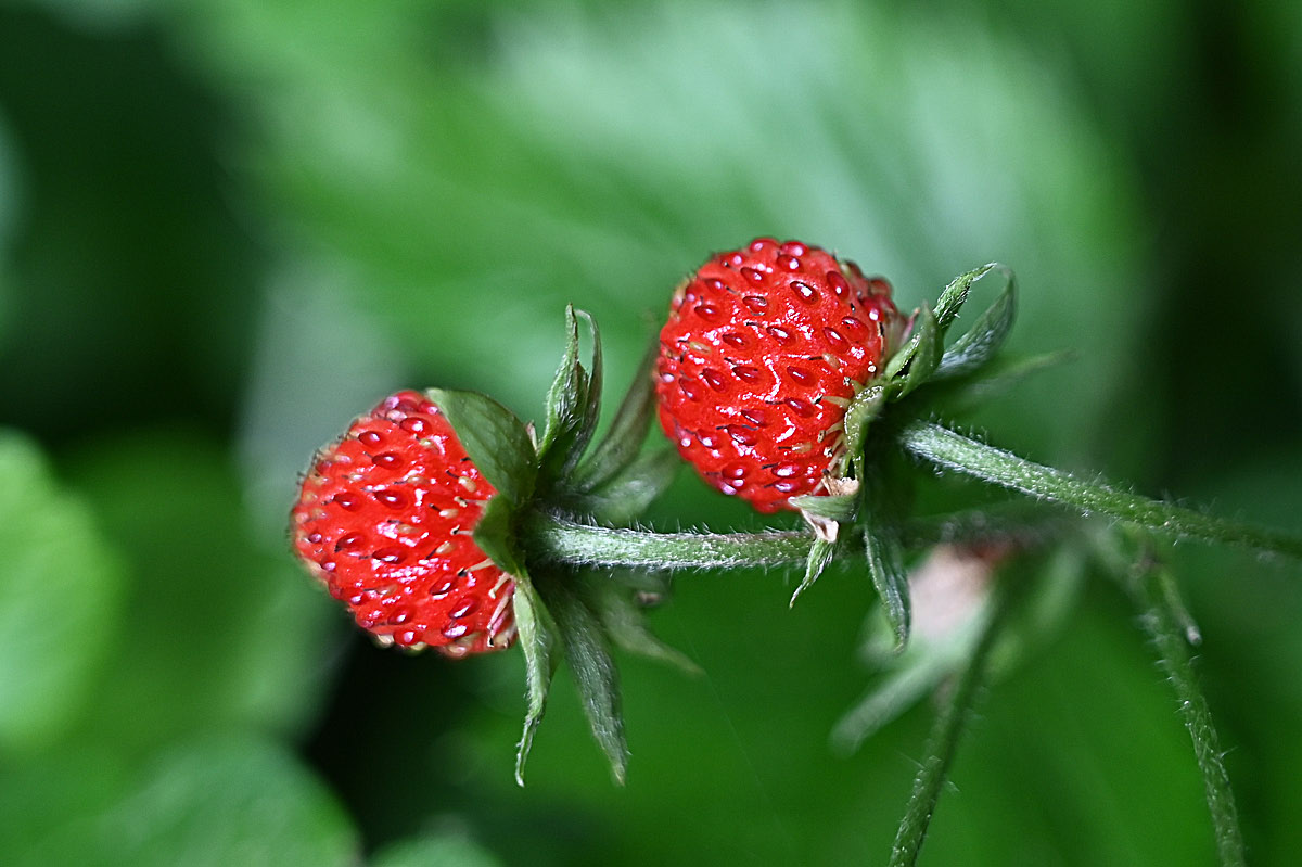Walderdbeeren 2.jpg
