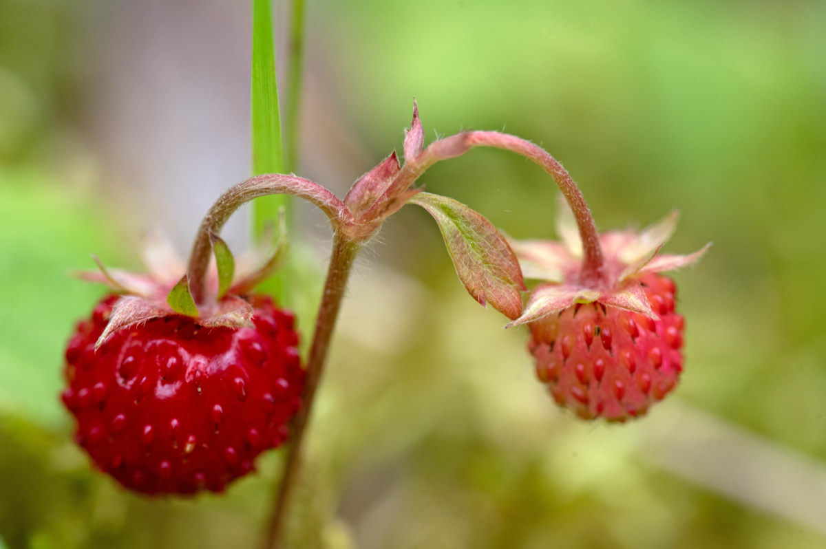Walderdbeeren.jpg
