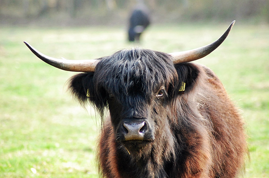 Waldgang 021