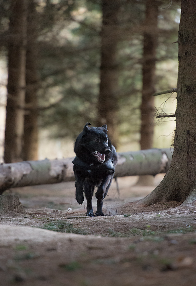 waldhund