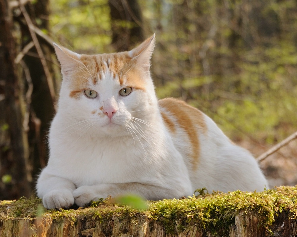 Waldkatze
