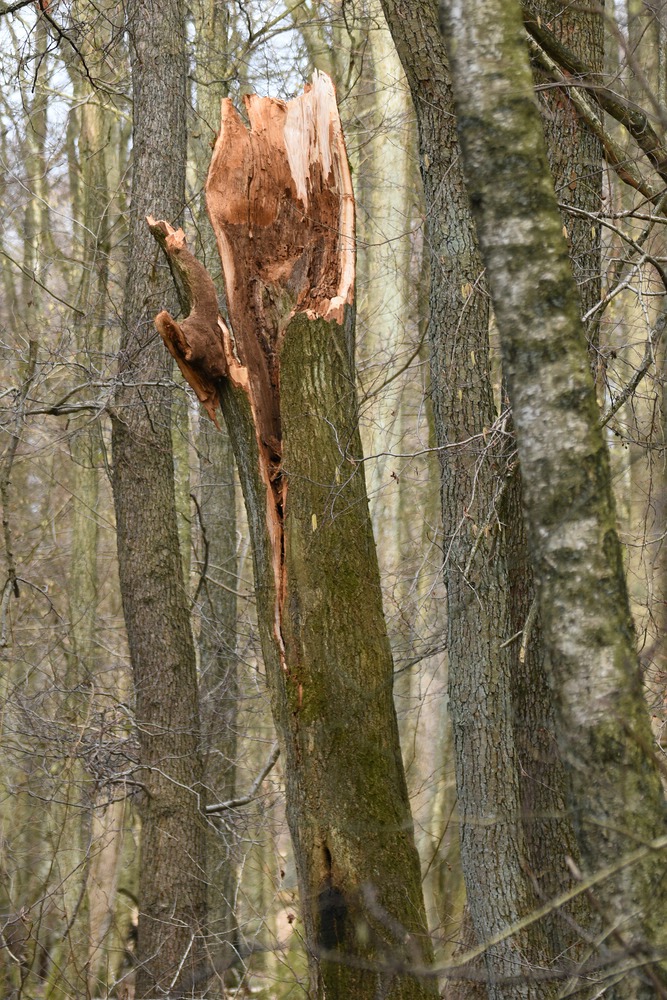 Waldkauz Esche