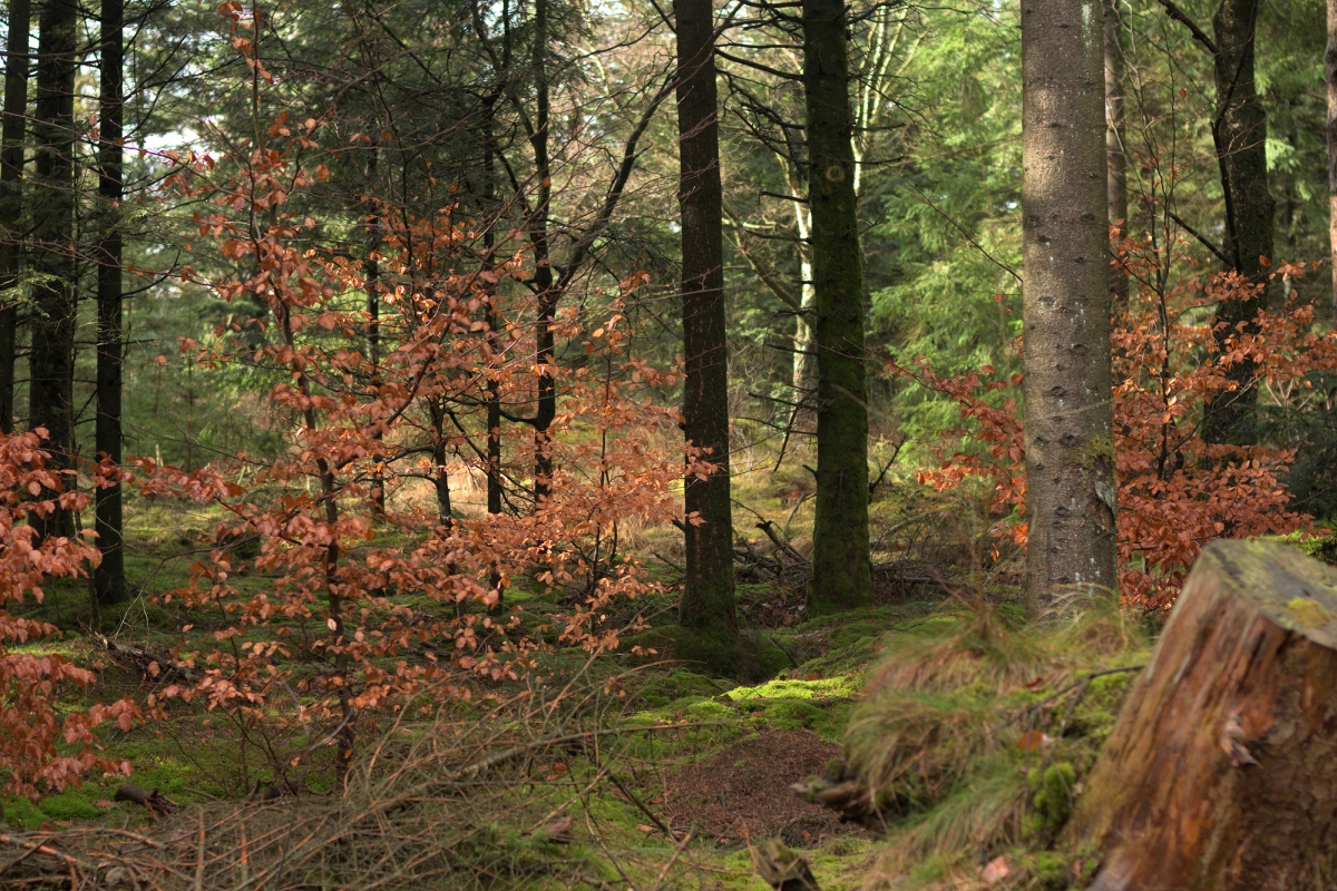 Waldlandschaft.jpg