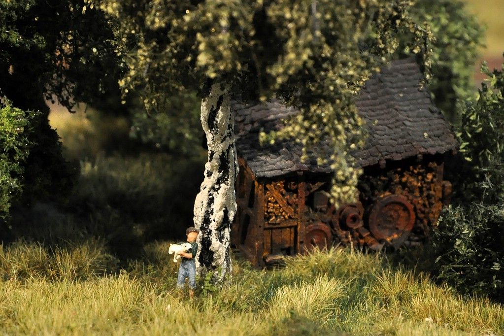 Waldlichtung