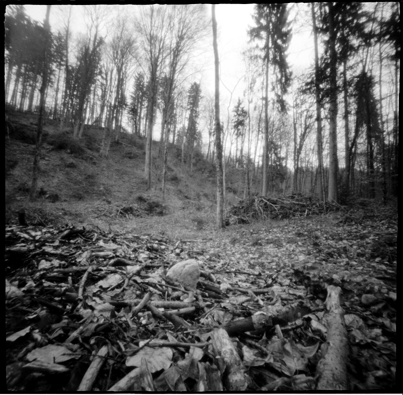 Waldlichtung3.tif.