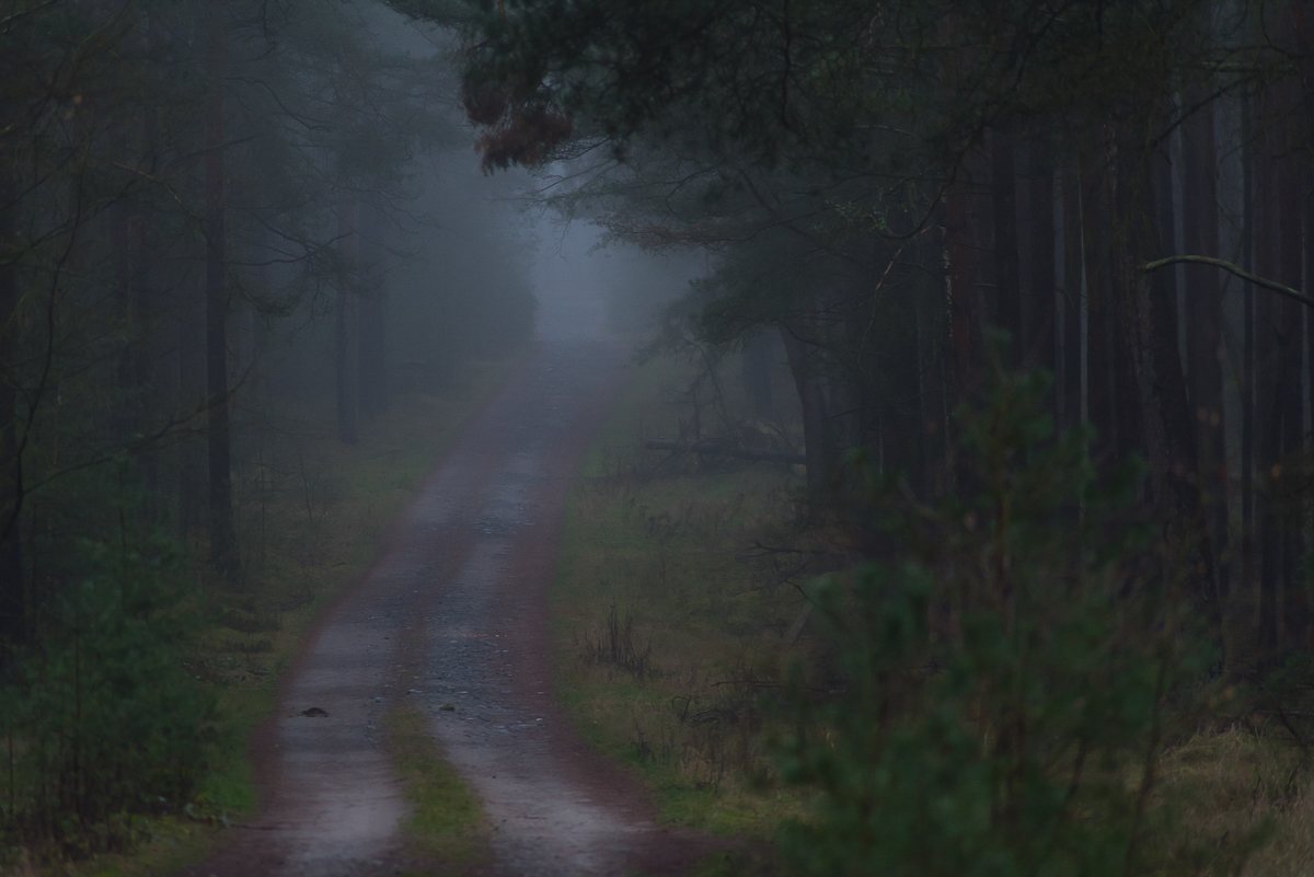 Waldnebel 1 (1 von 1).JPG