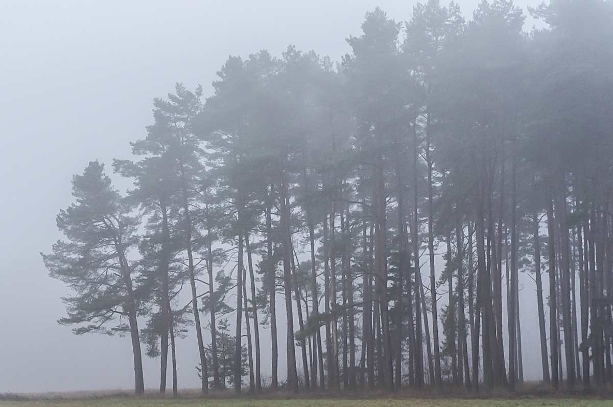 Waldnebel 2 (1 von 1).JPG