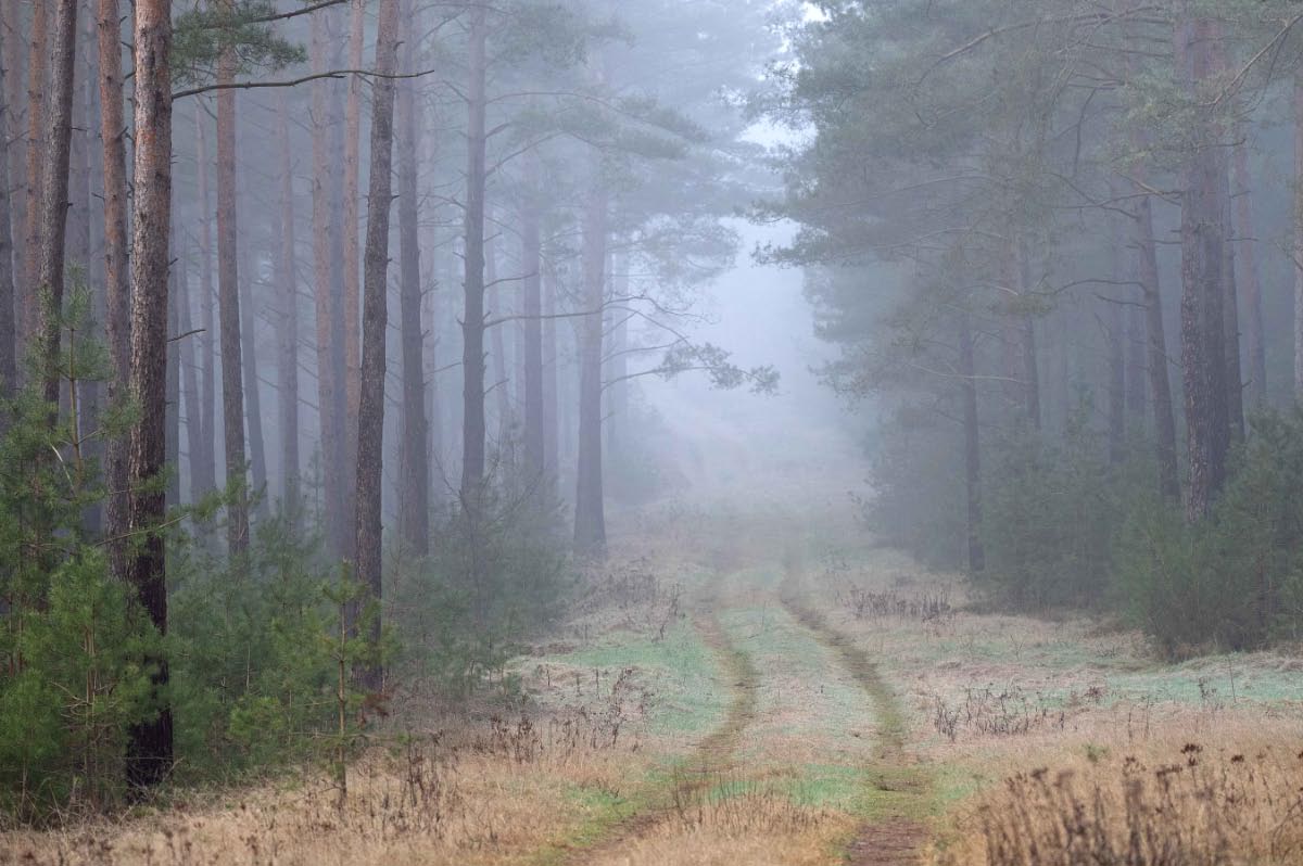 Waldnebel 2.jpg