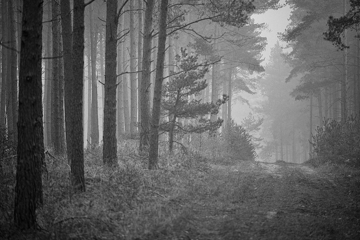 Waldnebel 2