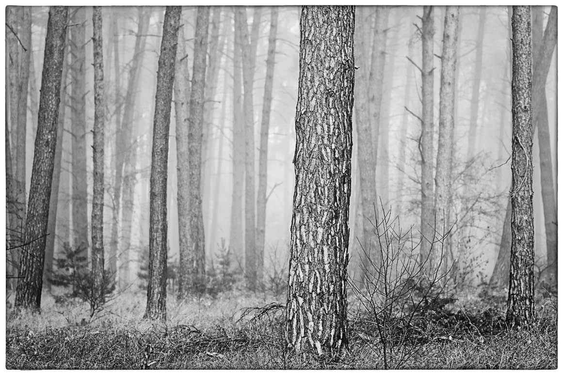 Waldnebel 2_BW.jpg