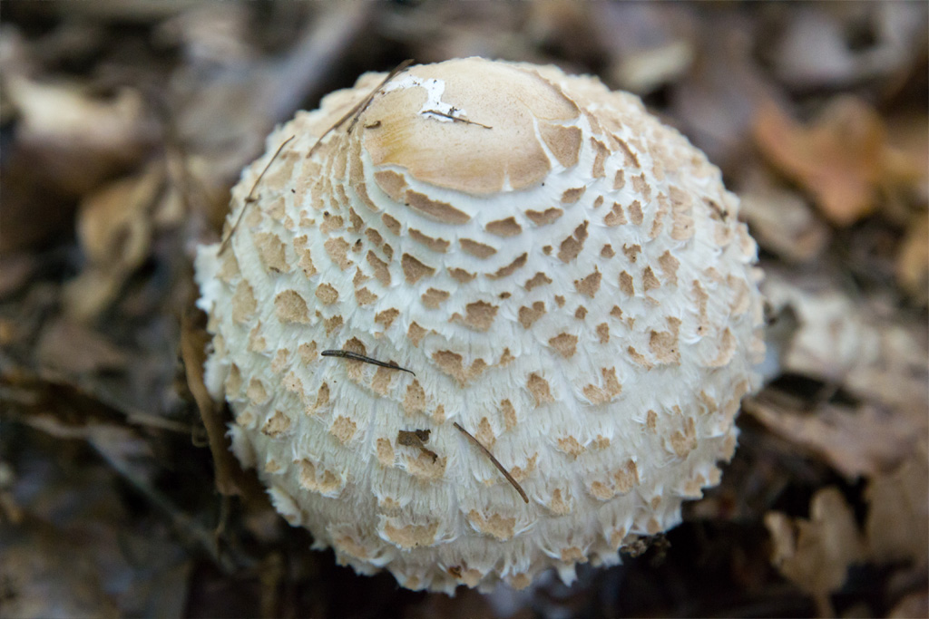 Waldpilz