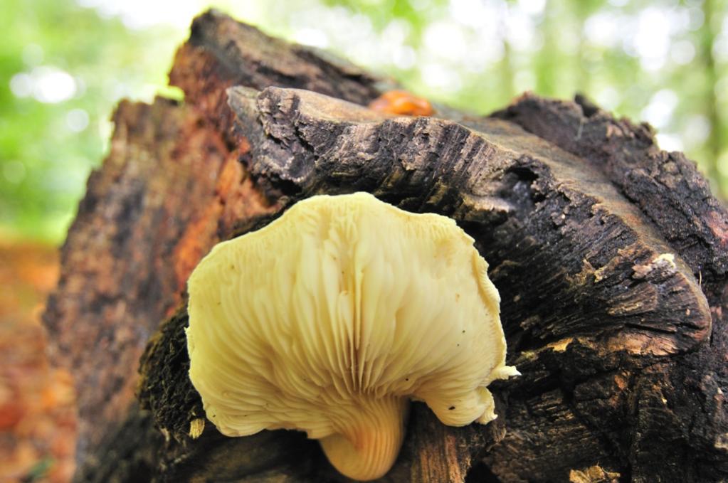Waldpilz