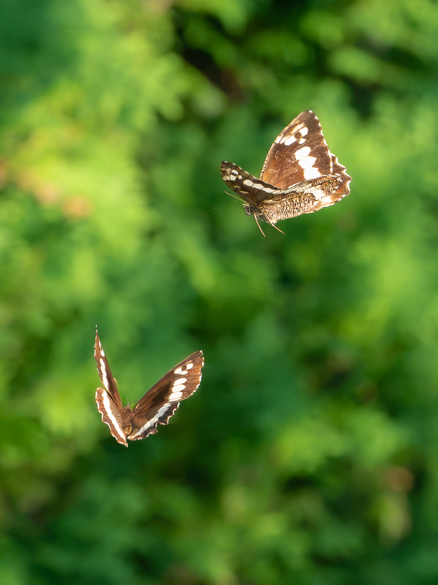 WaldportierBalzflug.jpg
