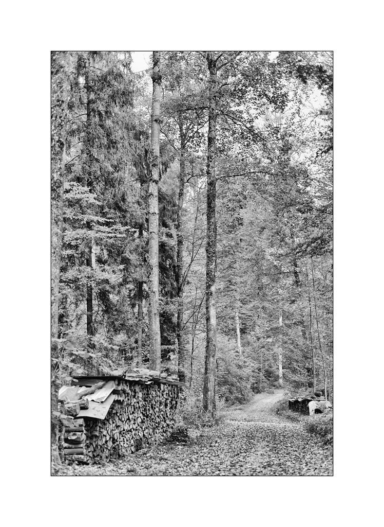 WaldPZ1 9584