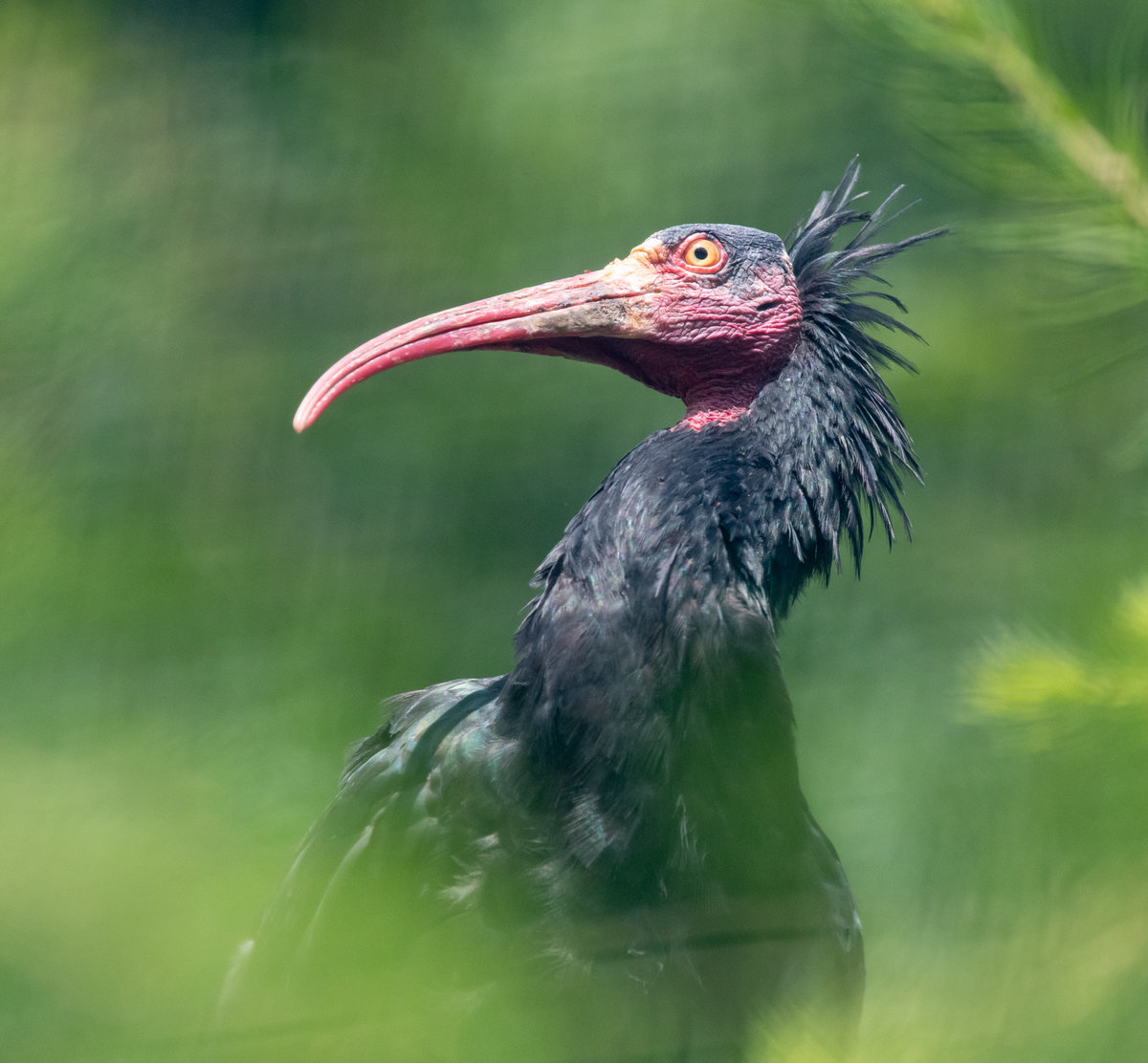 Waldrapp-2109025802.jpg