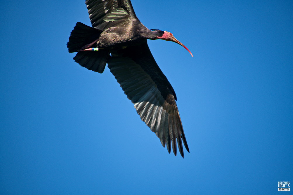 Waldrapp | Bodensee | Dutschland