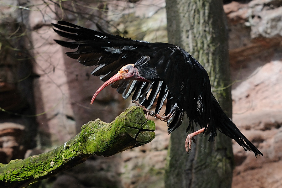 Waldrapp Tiergarten Nürnberg