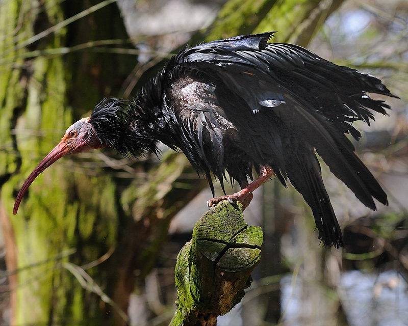 Waldrapp Tiergarten Nürnberg