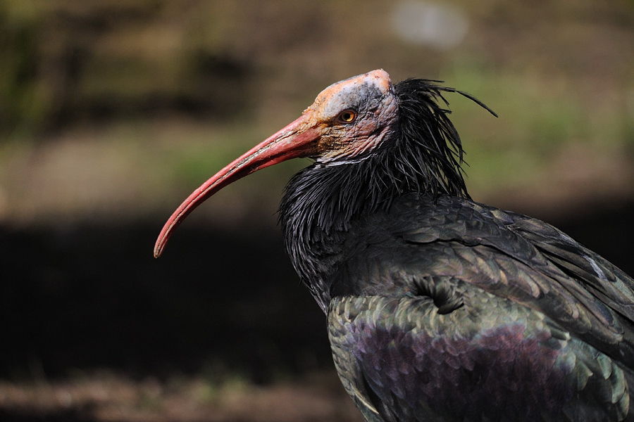 Waldrapp Tiergarten Nürnberg