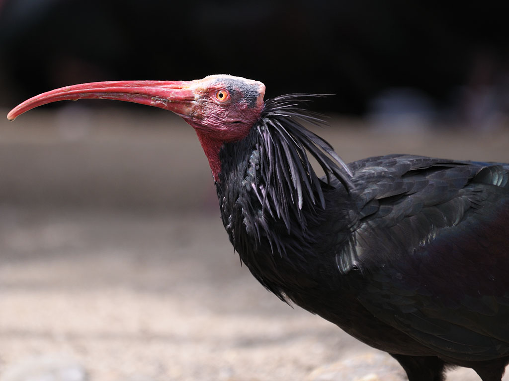 Waldrapp