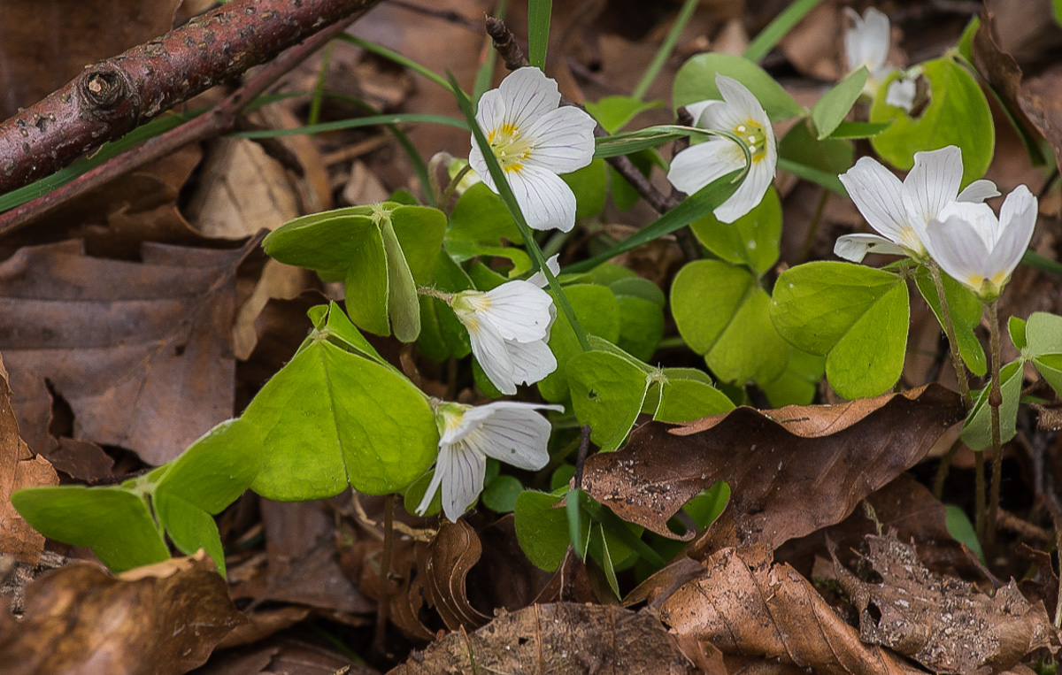 Waldsauerklee (1 von 1).jpg